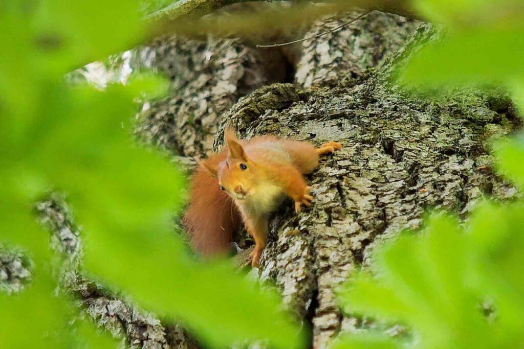 Eichhörnchen kletternd (von Adelheid Dörpinghaus)