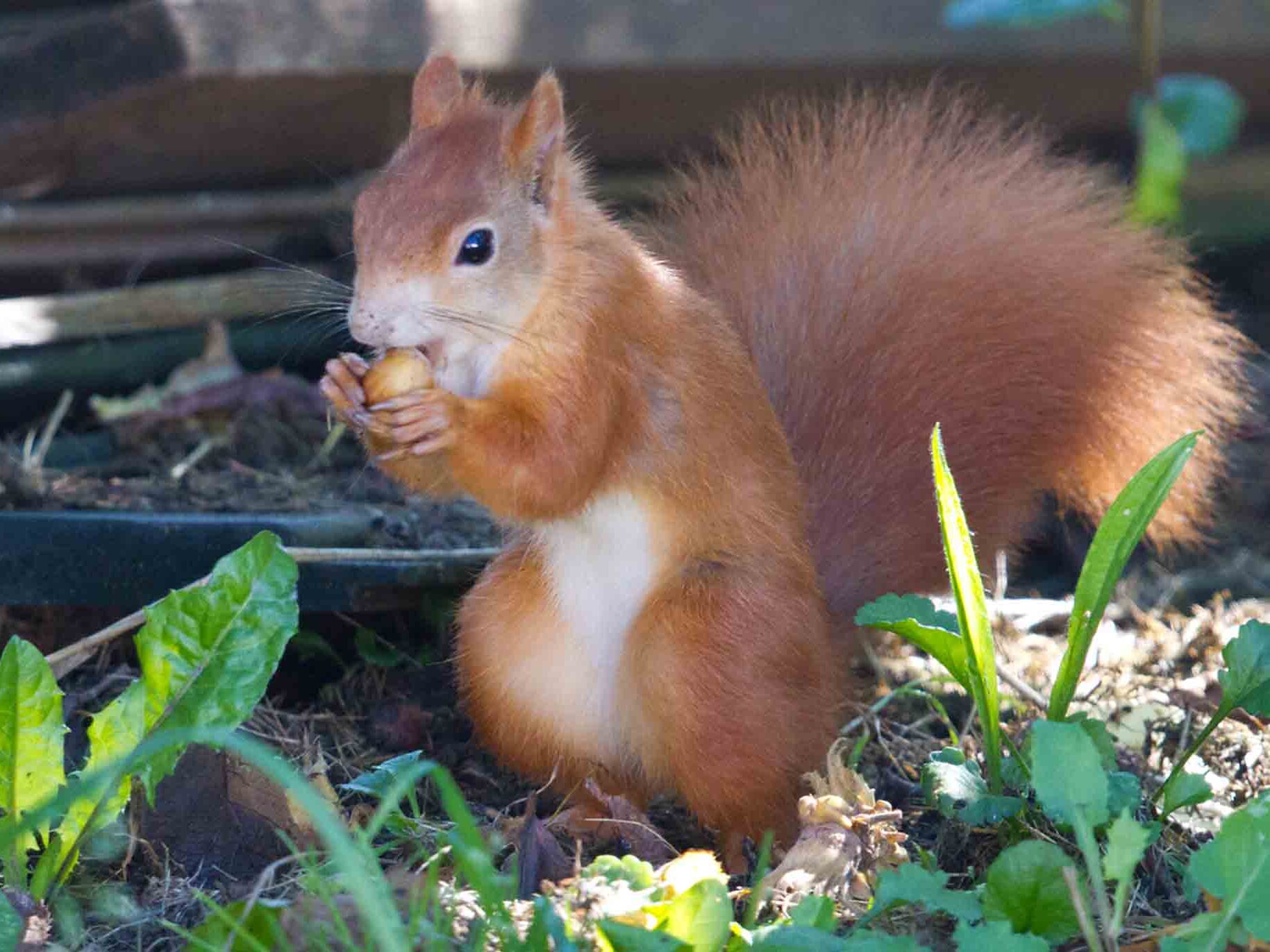 Eichhörnchen beim Fressen einer Haselnuss ((Foto Hans-Martin Kochanek)