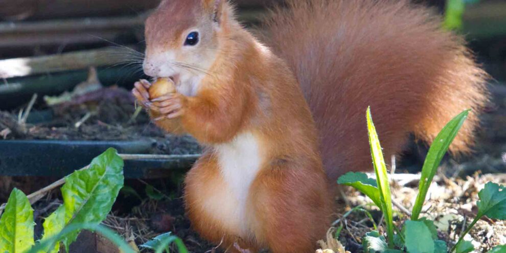 Eichhörnchen beim Fressen einer Haselnuss ((Foto Hans-Martin Kochanek)