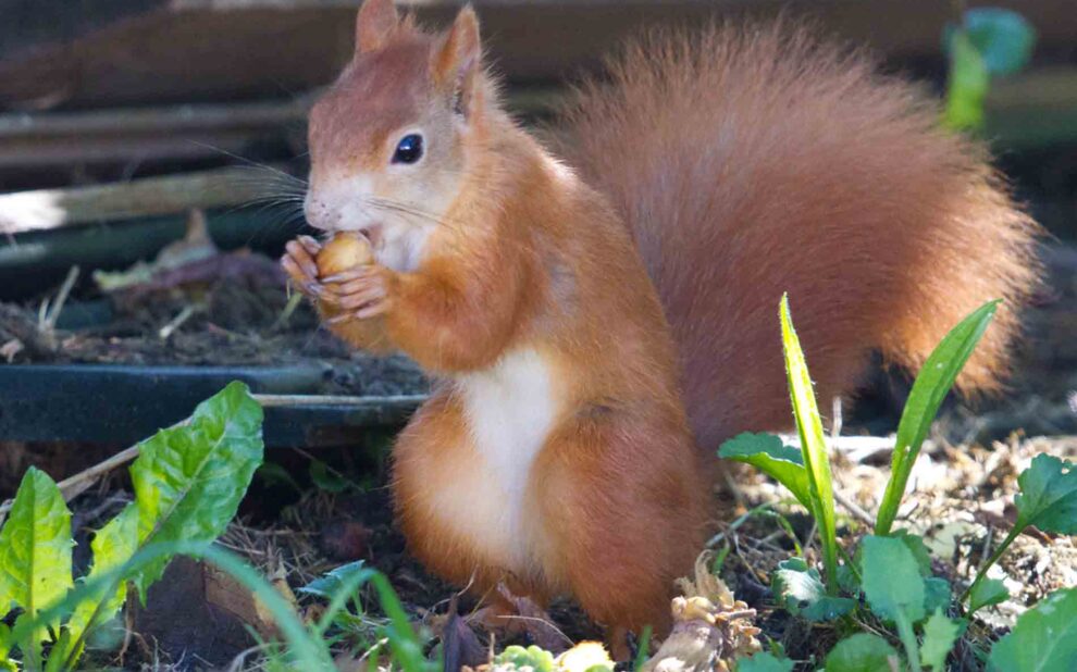 Eichhörnchen beim Fressen einer Haselnuss ((Foto Hans-Martin Kochanek)