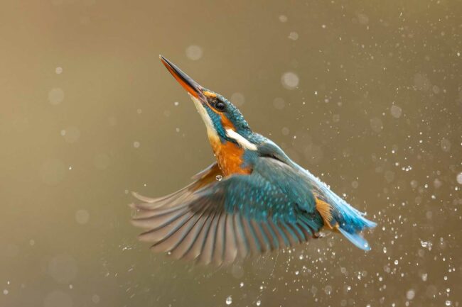 Eisvogel