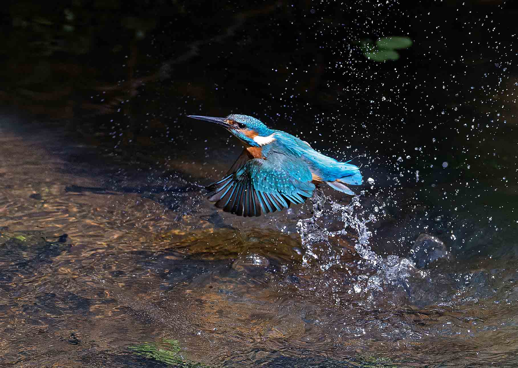 Eisvogel-startet—von-Hans-Martin-Kochanek-w