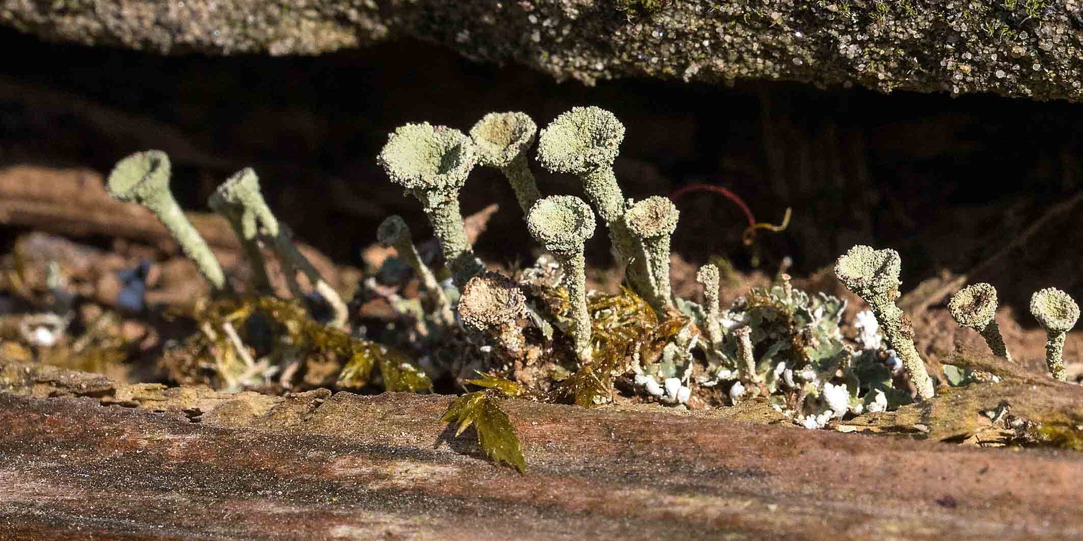 Becherflechten-AL8I5326-w