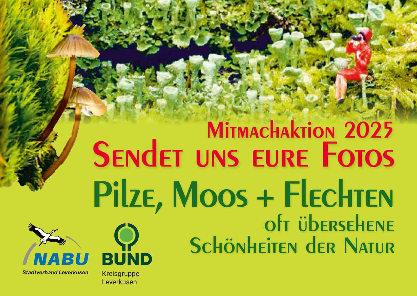 Plakat-zT-Pilze-Moose-Flechten-homepage