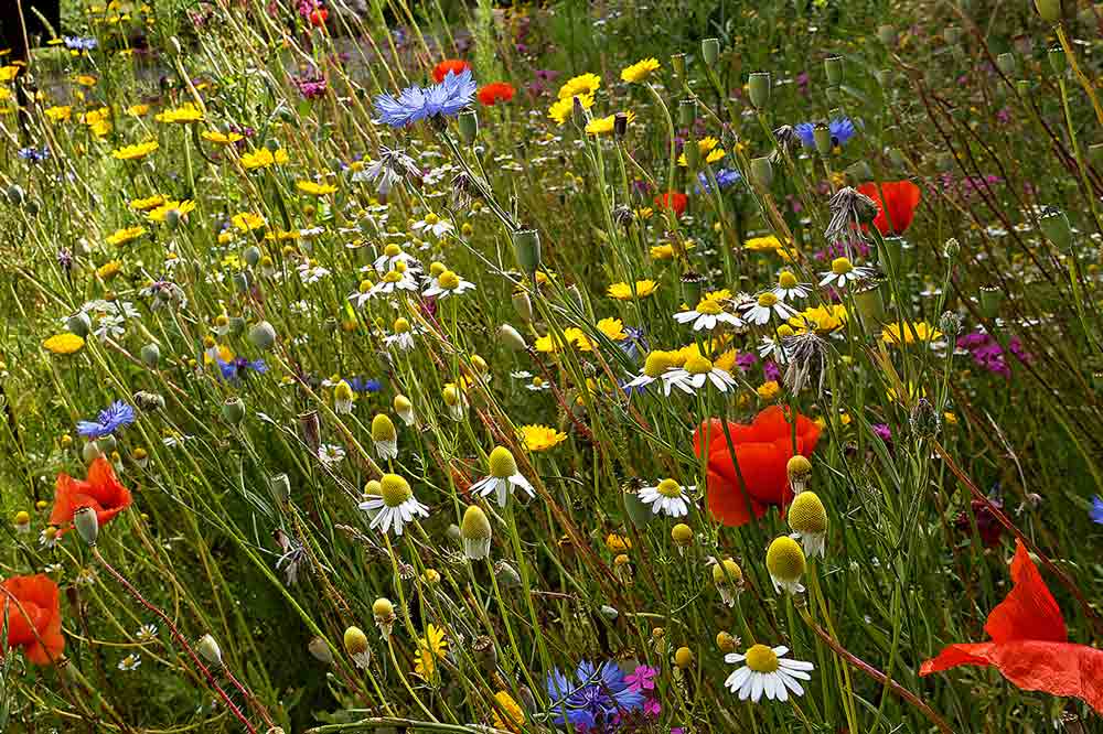Blumenwiese-Eingang-0B7A6613_DxO-w