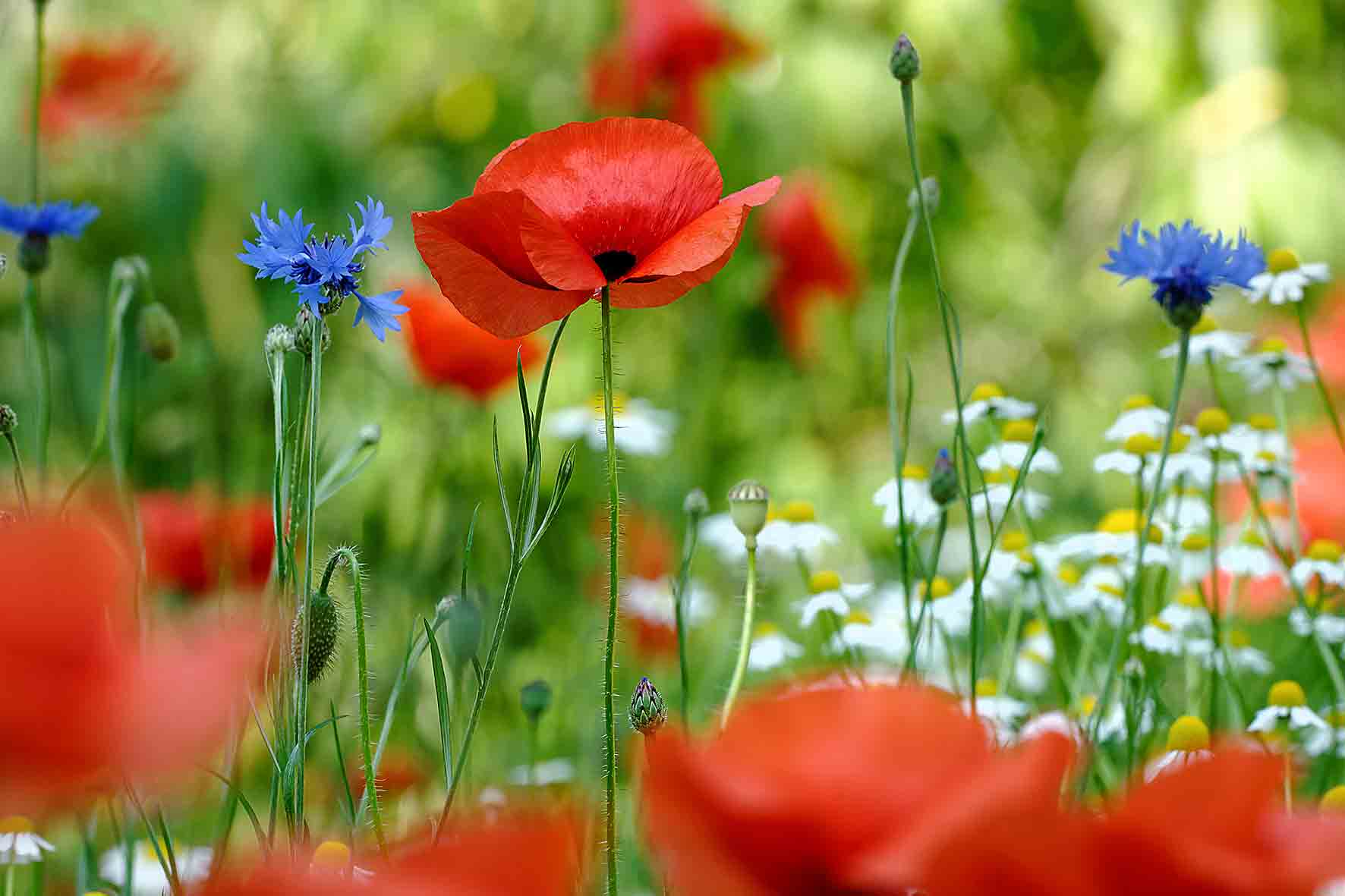 Klatschmohn-Kornb-Blumenw-Aus-DSC08189_DxO-w