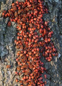 Feuerwanzenversammlung an einem Baum