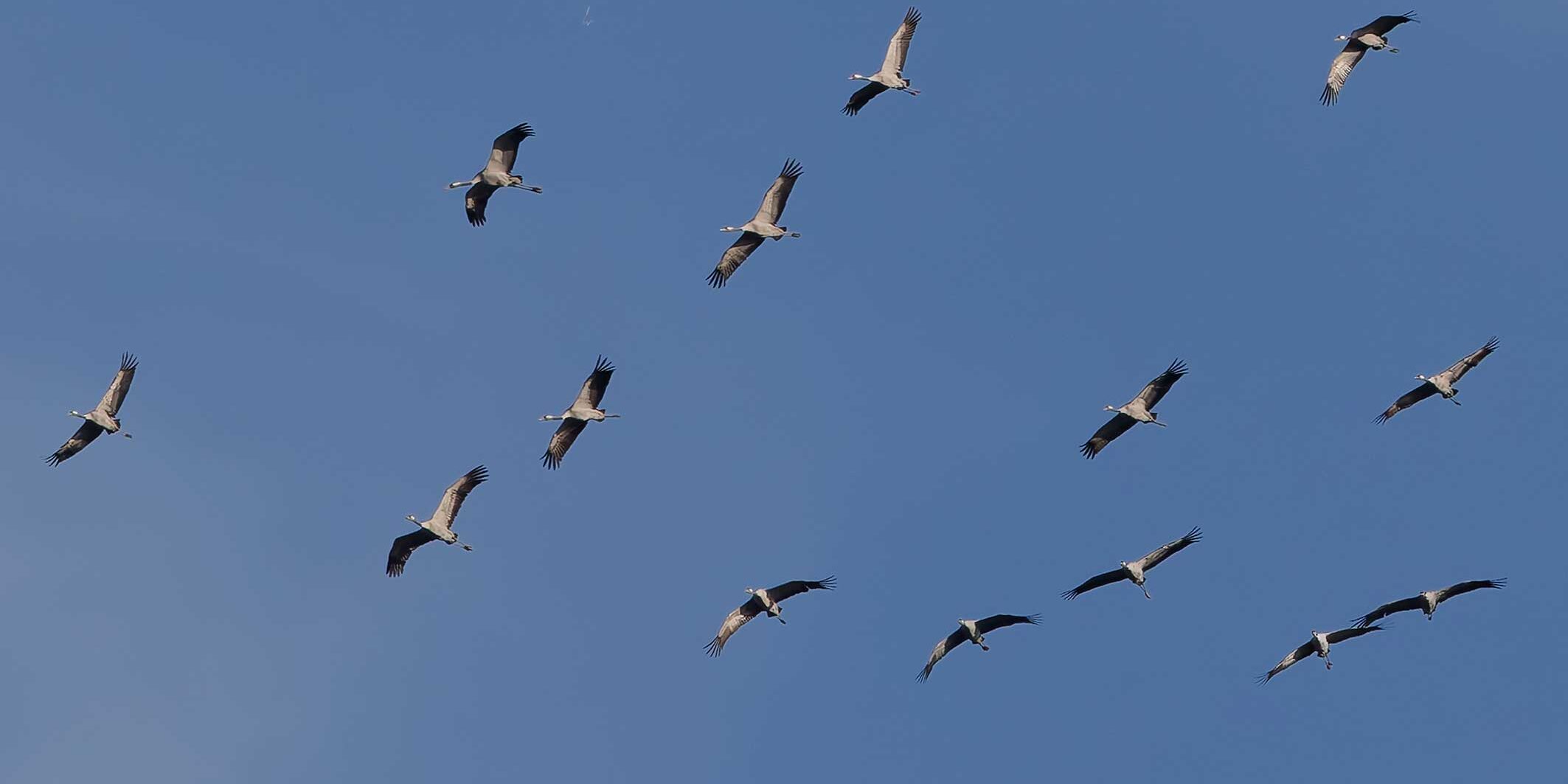 Kraniche-drehen-3Z0A0259_DxO-13×18-w