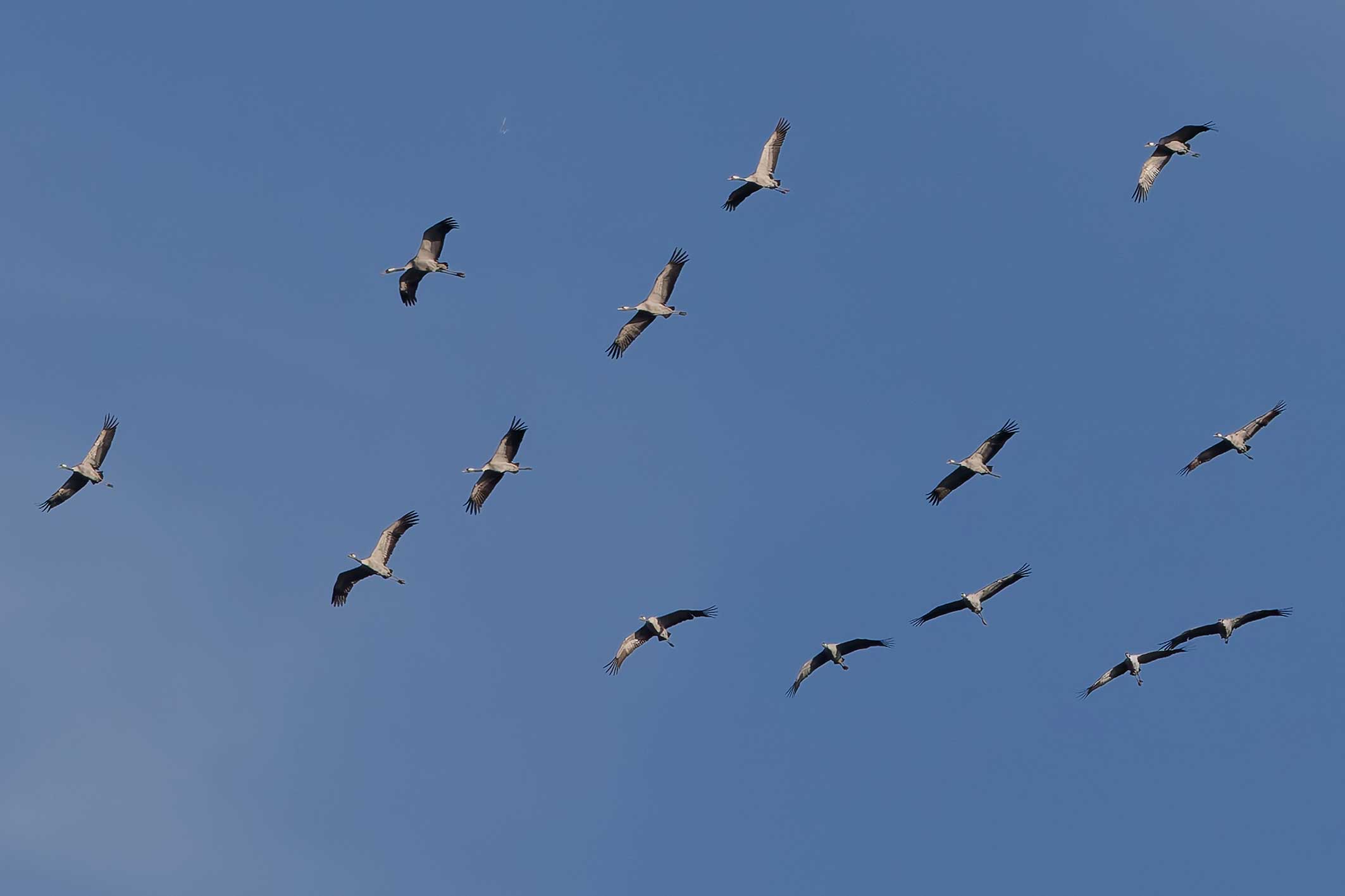 Kraniche-drehen-3Z0A0259_DxO-13×18-w