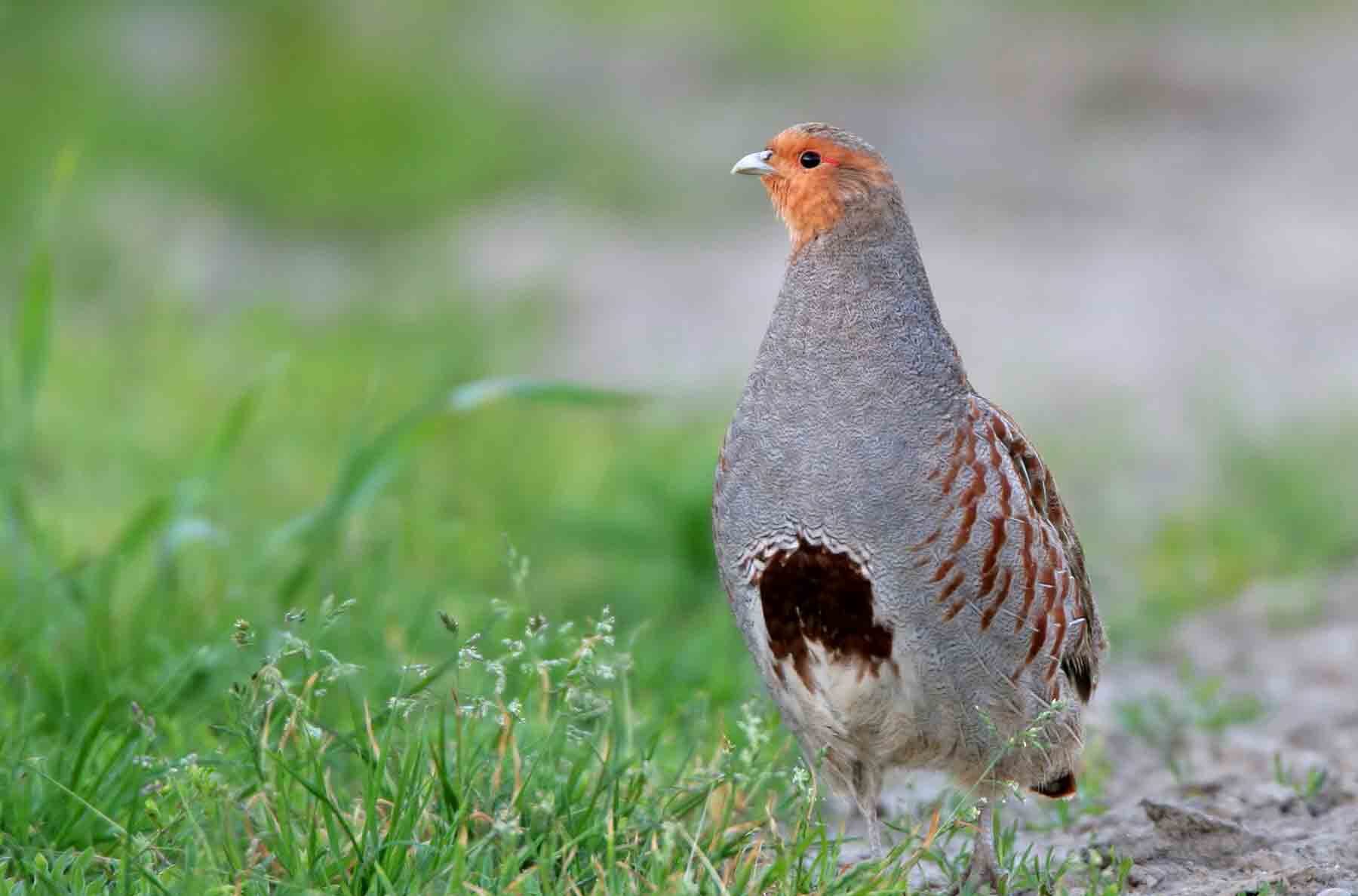 Mathias-Schäf-NABU-Rebhuhn_20D_18457-ge-w