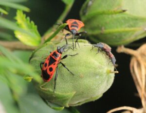 Feuerwanzen und Lindenwanzen
